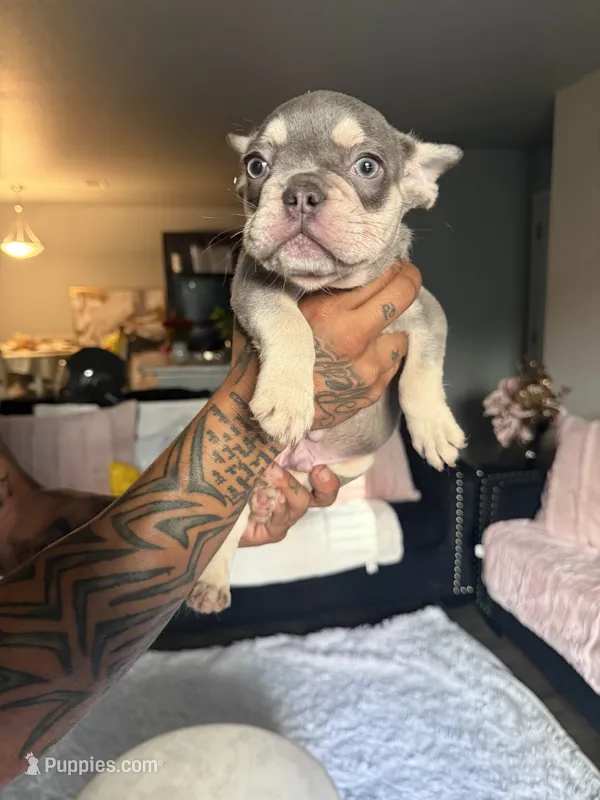 Coco – French Bulldog puppy for sale in Springdale, AR