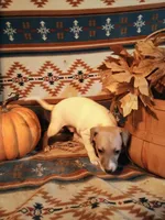 Male iggy, a male Italian Greyhound for sale in Bloomington, IN – Photo 3 of 4