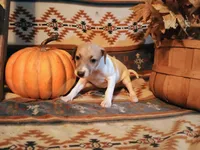Male iggy, a male Italian Greyhound for sale in Bloomington, IN – Photo 4 of 4