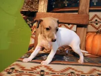 Male iggy, a male Italian Greyhound for sale in Bloomington, IN – Photo 1 of 4