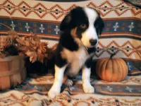 Aussie, a male Australian Shepherd for sale in Bloomington, IN – Photo 4 of 5