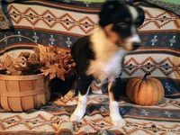 Aussie, a male Australian Shepherd for sale in Bloomington, IN – Photo 5 of 5