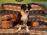 Aussie, a male Australian Shepherd for sale in Bloomington, IN – Photo 3 of 5