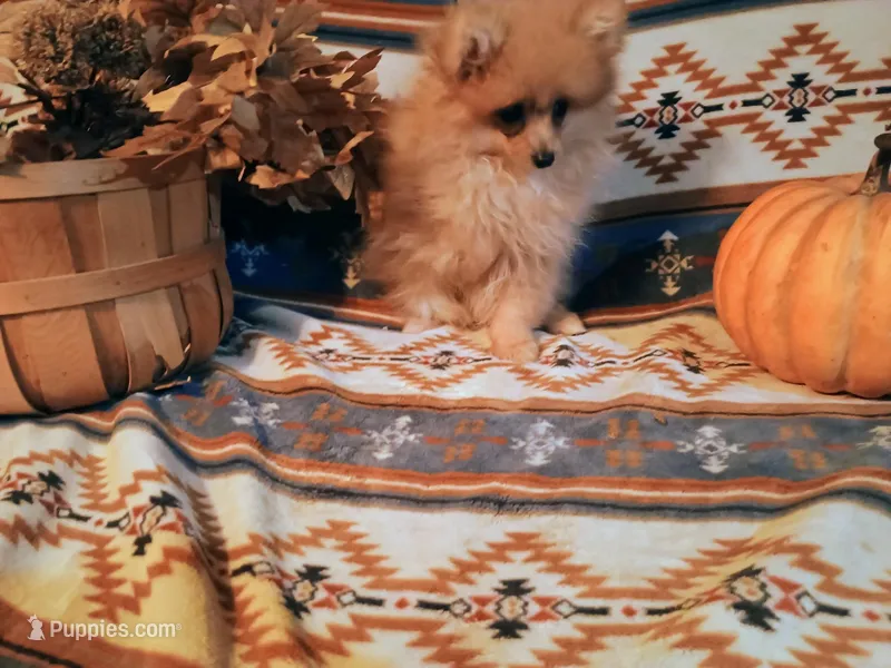 Cupid, a male Pomeranian for sale in Bloomington, IN – Photo 1 of 2