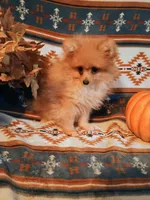 Cupid, a male Pomeranian for sale in Bloomington, IN – Photo 2 of 2