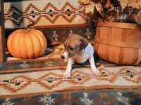Berry, a female Italian Greyhound for sale in Bloomington, IN – Photo 1 of 4