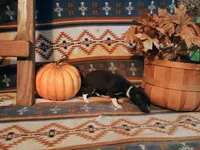 Berry, a female Italian Greyhound for sale in Bloomington, IN – Photo 2 of 4