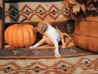 Berry, a female Italian Greyhound for sale in Bloomington, IN – Photo 4 of 4