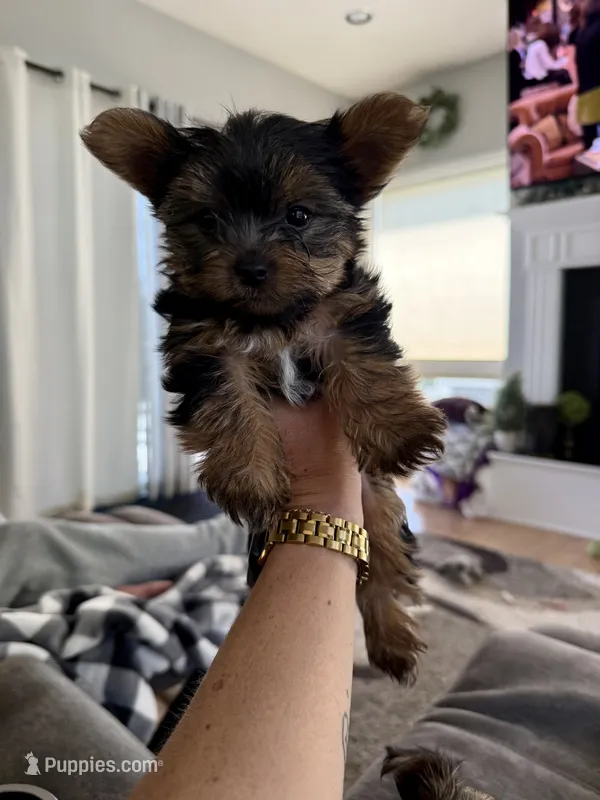 Coco – Yorkshire Terrier puppy for sale in Detroit Lakes, MN