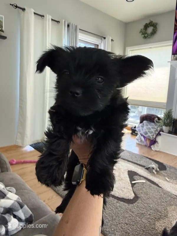 Minnie – Yorkshire Terrier puppy for sale in Detroit Lakes, MN