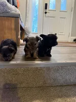 Reese, a female Yorkshire Terrier for sale in Detroit Lakes, MN – 4 of 7