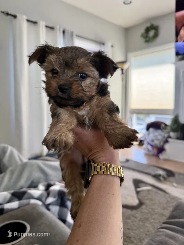 Reese – Yorkshire Terrier puppy for sale in Detroit Lakes, MN