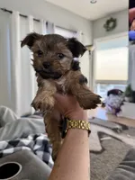 Reese, a female Yorkshire Terrier for sale in Detroit Lakes, MN – 1 of 7