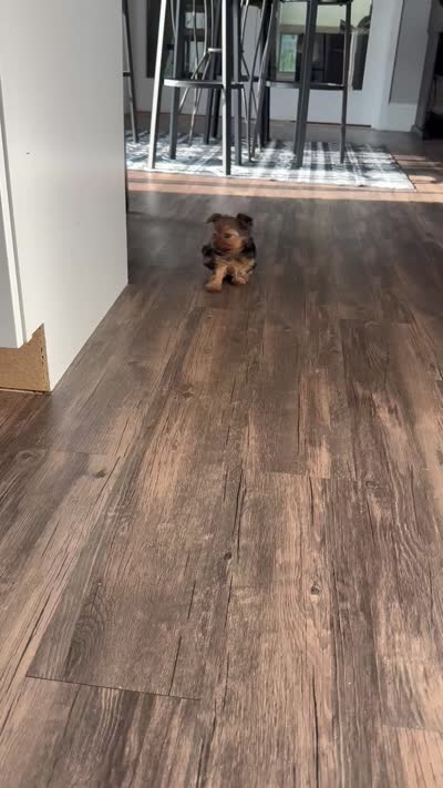 Reese, a female Yorkshire Terrier for sale in Detroit Lakes, MN – 3 of 7