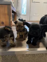 Coco, a female Yorkshire Terrier for sale in Detroit Lakes, MN – 2 of 7
