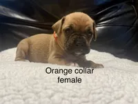 AKC boxer , a male Boxer for sale in Taylors, SC – 7 of 9
