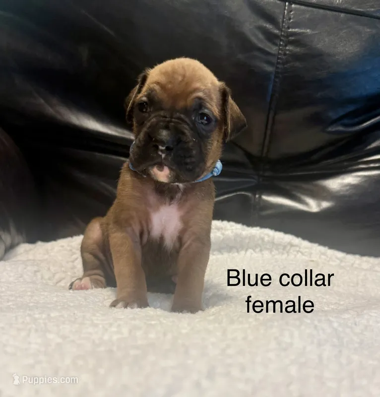 AKC boxer  – Boxer puppy for sale in Taylors, SC