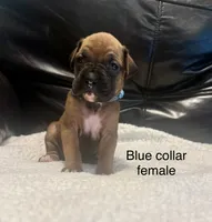 AKC boxer , a male Boxer for sale in Taylors, SC – 1 of 9