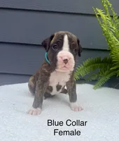 AKC boxers , a male Boxer for sale in Taylors, SC – 6 of 6