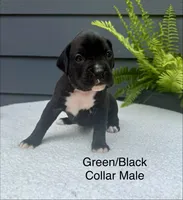 AKC boxers , a male Boxer for sale in Taylors, SC – 5 of 6