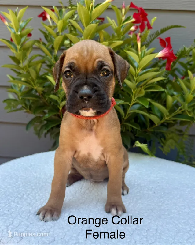 AKC boxer  – Boxer puppy for sale in Taylors, SC