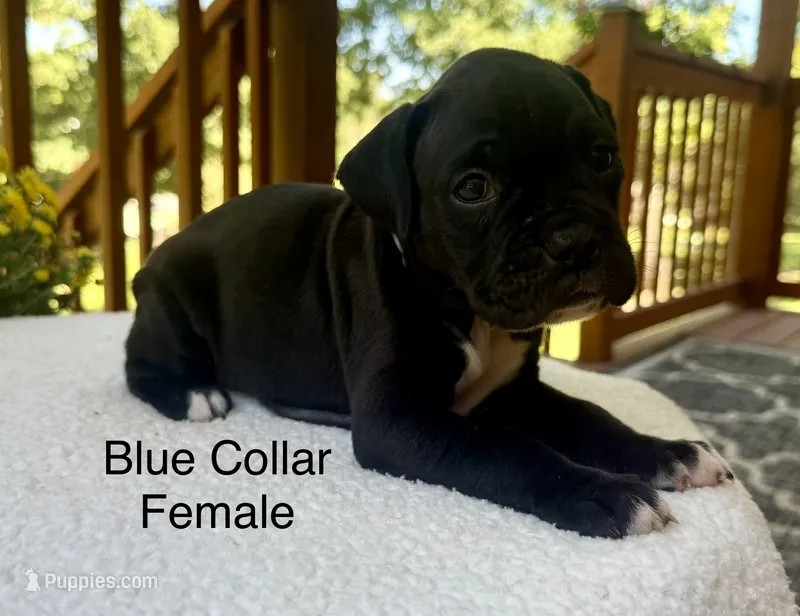 AKC Boxers – Boxer puppy for sale in Taylors, SC