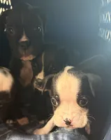 AKC Sealed Boxer , a male Boxer for sale in Taylors, SC – 2 of 2