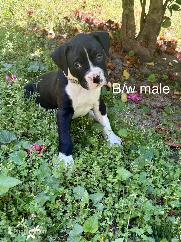 AKC Boxer Puppy – Boxer puppy for sale in Taylors, SC