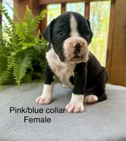 AKC Boxer Puppy, a female Boxer for sale in Taylors, SC – Photo 7 of 10
