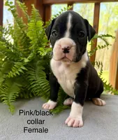 AKC Boxer Puppy, a female Boxer for sale in Taylors, SC – Photo 1 of 10