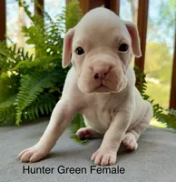 AKC Boxer Puppy, a female Boxer for sale in Taylors, SC – Photo 2 of 10