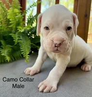 AKC Boxer Puppy, a female Boxer for sale in Taylors, SC – Photo 3 of 10