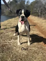 AKC Boxer Puppy, a female Boxer for sale in Taylors, SC – Photo 9 of 10