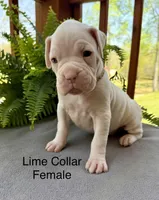 AKC Boxer Puppy, a female Boxer for sale in Taylors, SC – Photo 8 of 10
