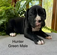 AKC Boxer Puppy, a female Boxer for sale in Taylors, SC – Photo 5 of 10