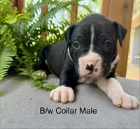 AKC Boxer Puppy, a female Boxer for sale in Taylors, SC – Photo 4 of 10