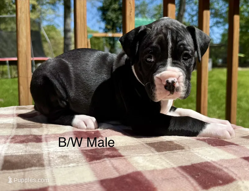 AKC Boxer Puppy – Boxer puppy for sale in Taylors, SC