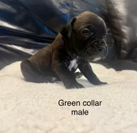AKC boxer , a male Boxer for sale in Taylors, SC – 4 of 9