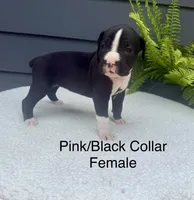 AKC boxers , a male Boxer for sale in Taylors, SC – 4 of 6