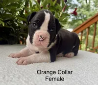 AKC Boxers, a female Boxer for sale in Taylors, SC – 1 of 4