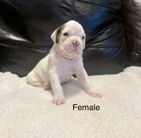 AKC boxer , a male Boxer for sale in Taylors, SC – 3 of 9