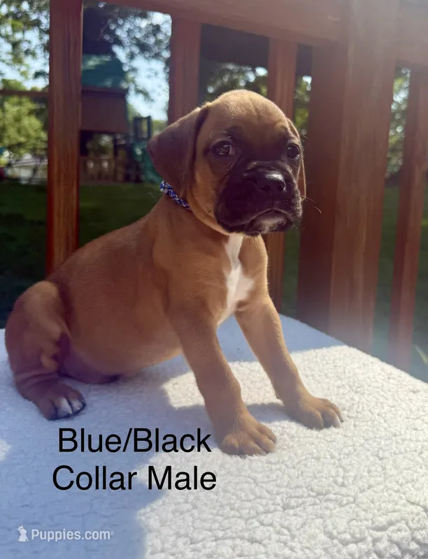 AKC boxer  – Boxer puppy for sale in Taylors, SC