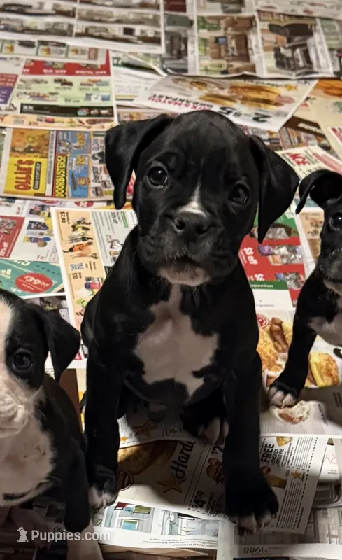 AKC Sealed Boxer  – Boxer puppy for sale in Taylors, SC
