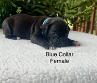 AKC Boxers, a female Boxer for sale in Taylors, SC – 3 of 4