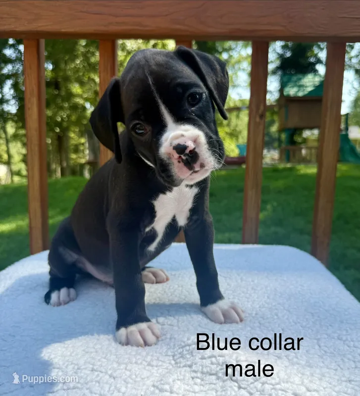 AKC boxer  – Boxer puppy for sale in Taylors, SC