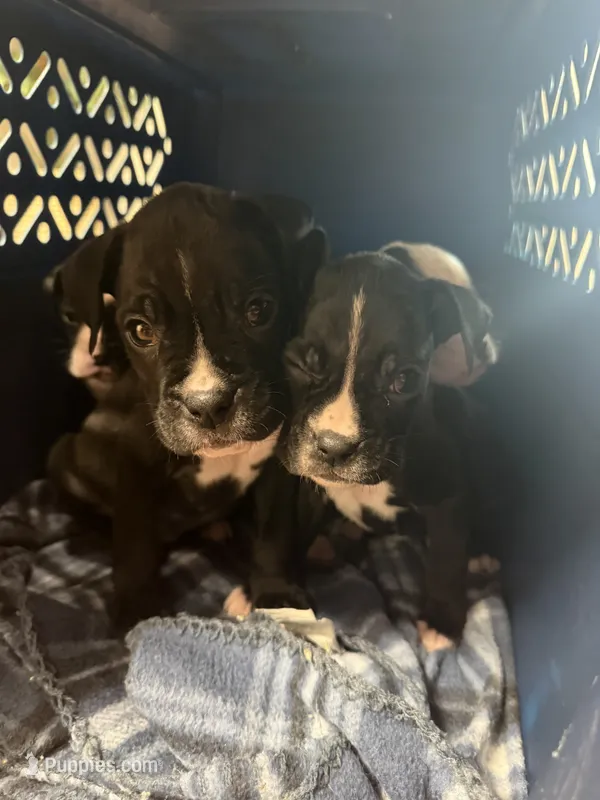 AKC Sealed Boxer  – Boxer puppy for sale in Taylors, SC