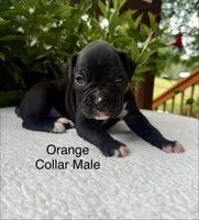 AKC Boxers, a female Boxer for sale in Taylors, SC – 2 of 4