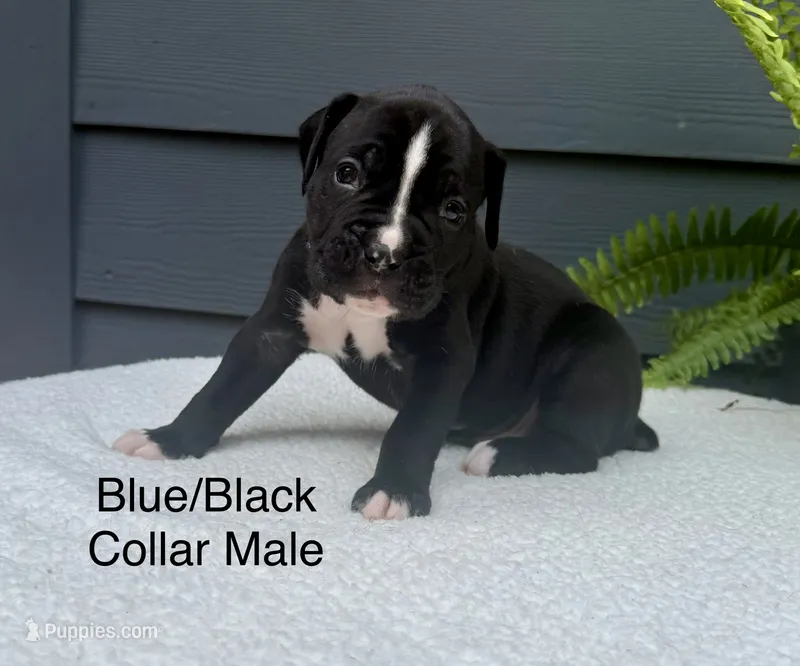 AKC boxers  – Boxer puppy for sale in Taylors, SC