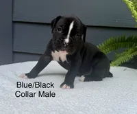 AKC boxers , a male Boxer for sale in Taylors, SC – 1 of 6