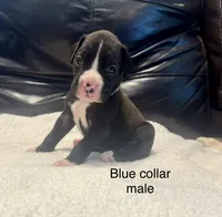 AKC boxer , a male Boxer for sale in Taylors, SC – 2 of 9